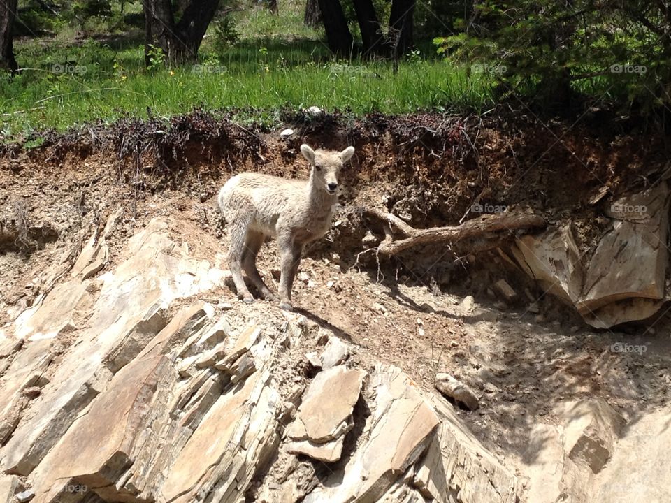 Little sheep on mountain rocks