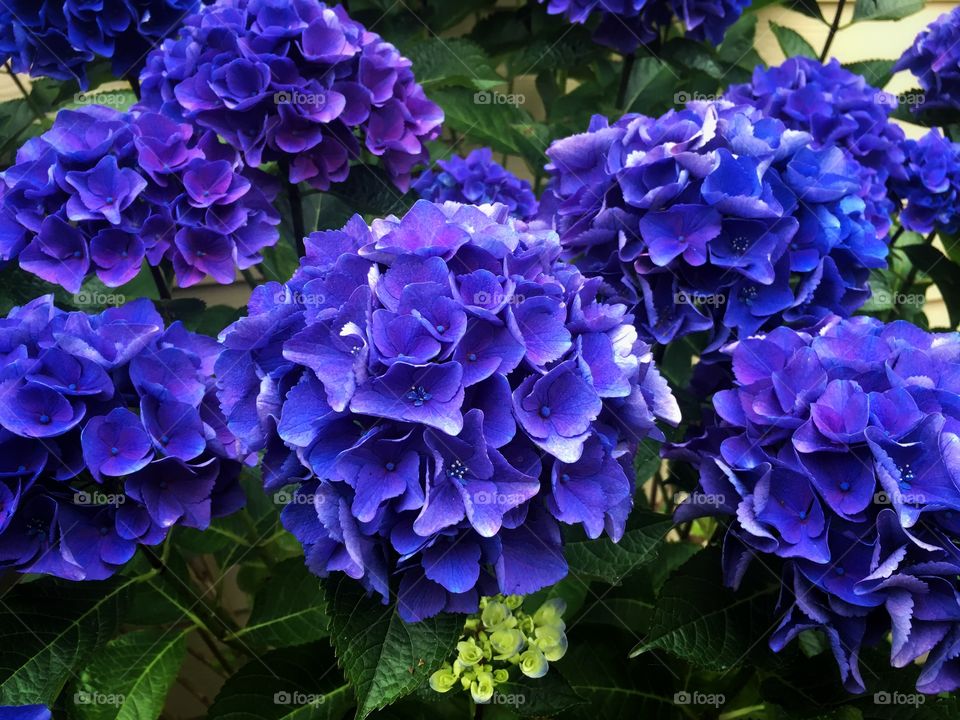 Blue Hydrangeas 