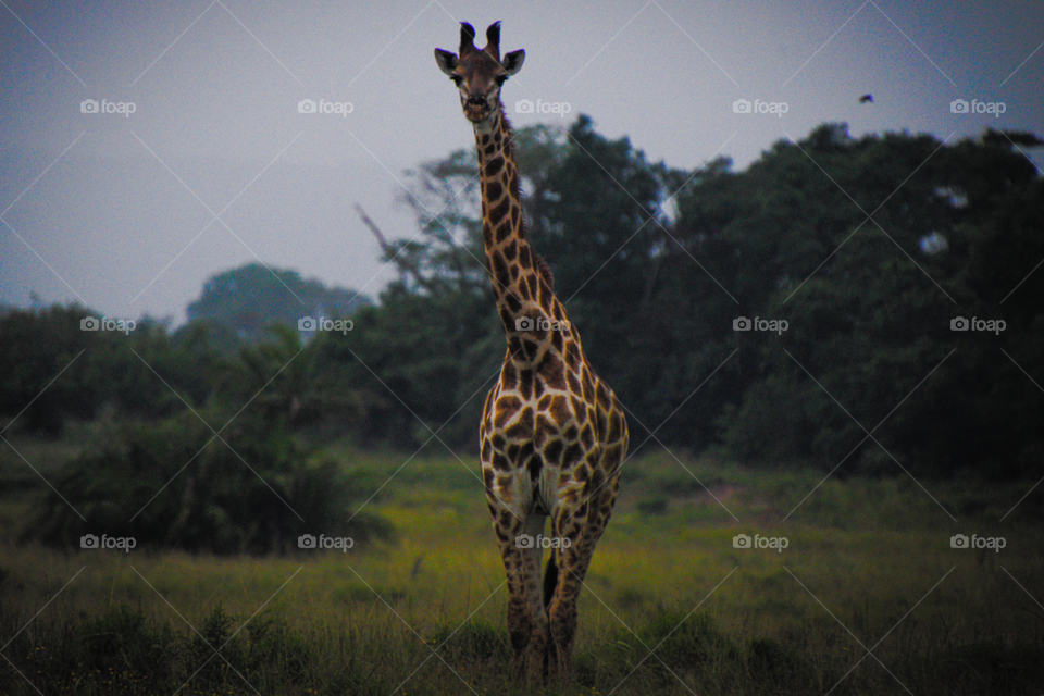 Giraffe in the wild