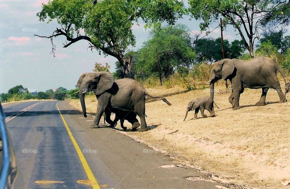 Elephants always have the right of way