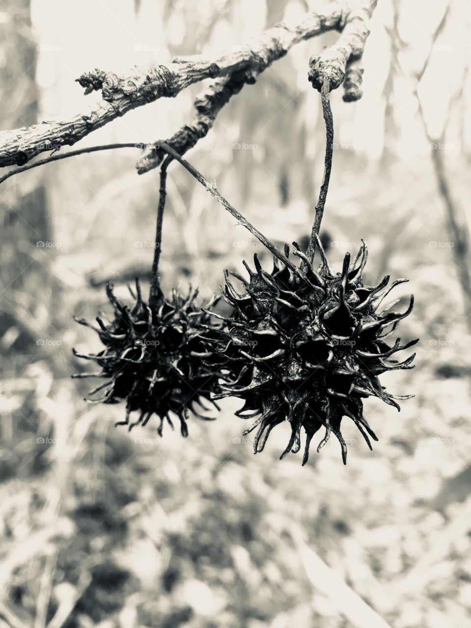 Black and white image of a pair of dangling sweetgum balls 