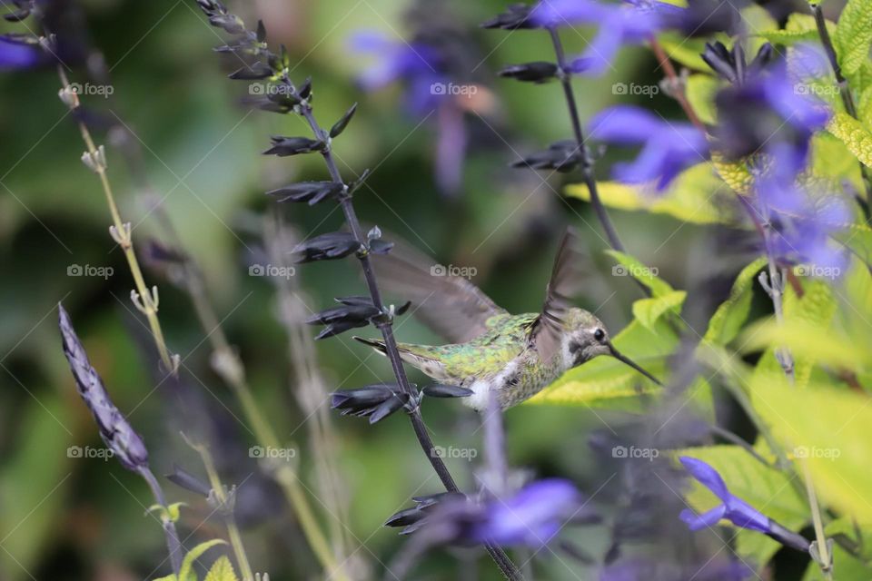 Hummingbird by the flowers 