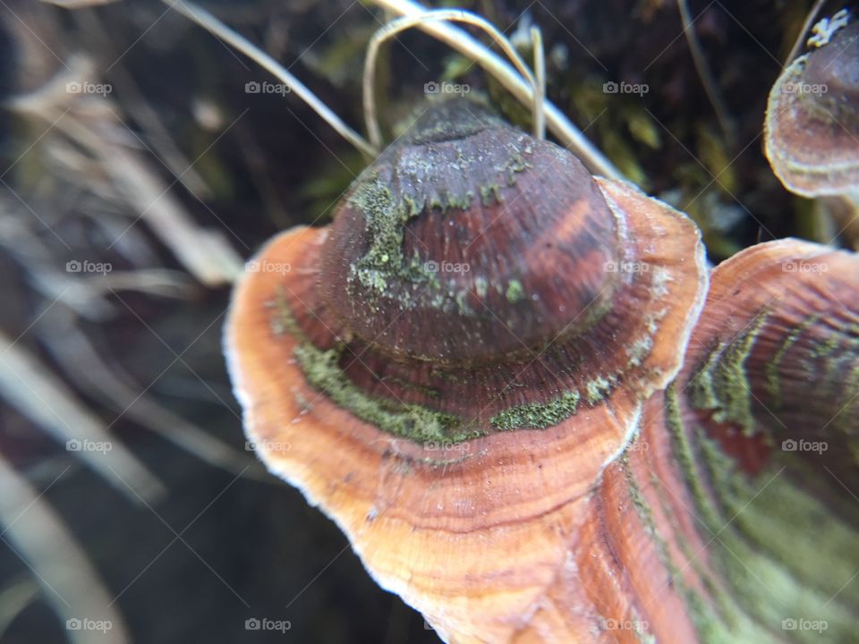Macro rainbow shelf mushroom