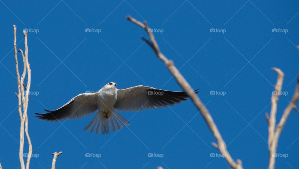 Black shoulderd kit in flight at a wetlands in perth Australia.