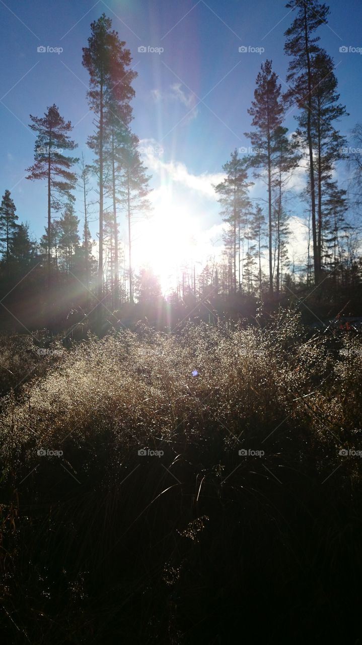 Forest in Sweden