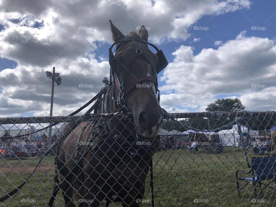 Horse pulls in Connecticut