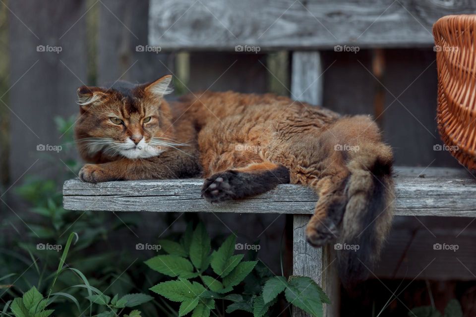 Rudy somali cat on an old wooden bench at summer day