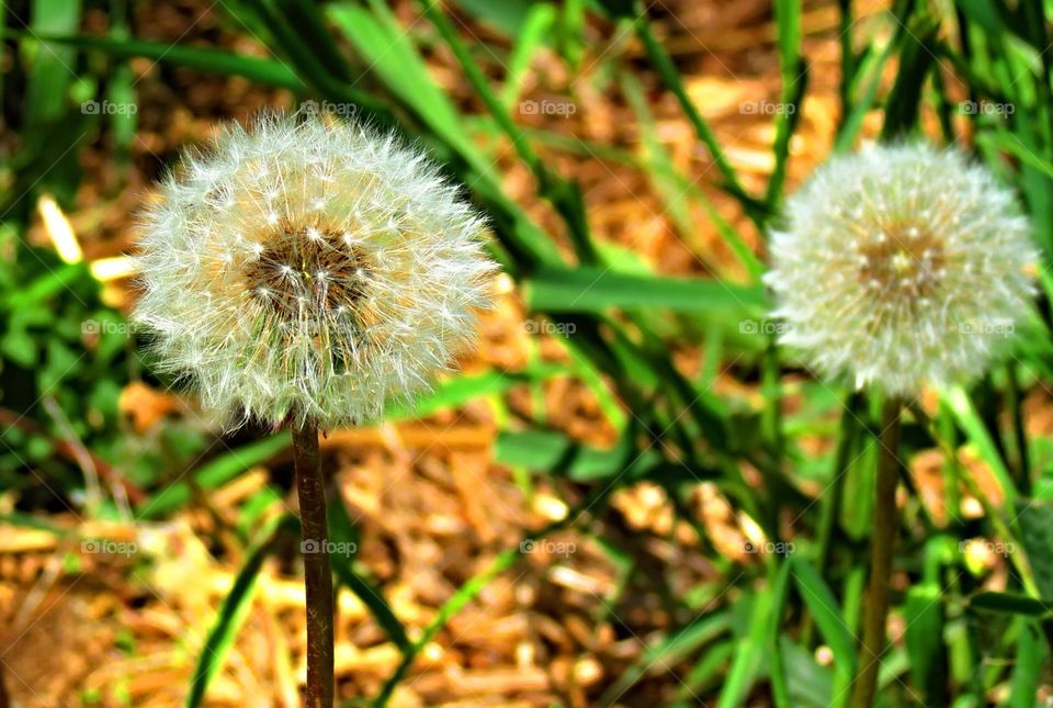 Dandelions of gold and green 