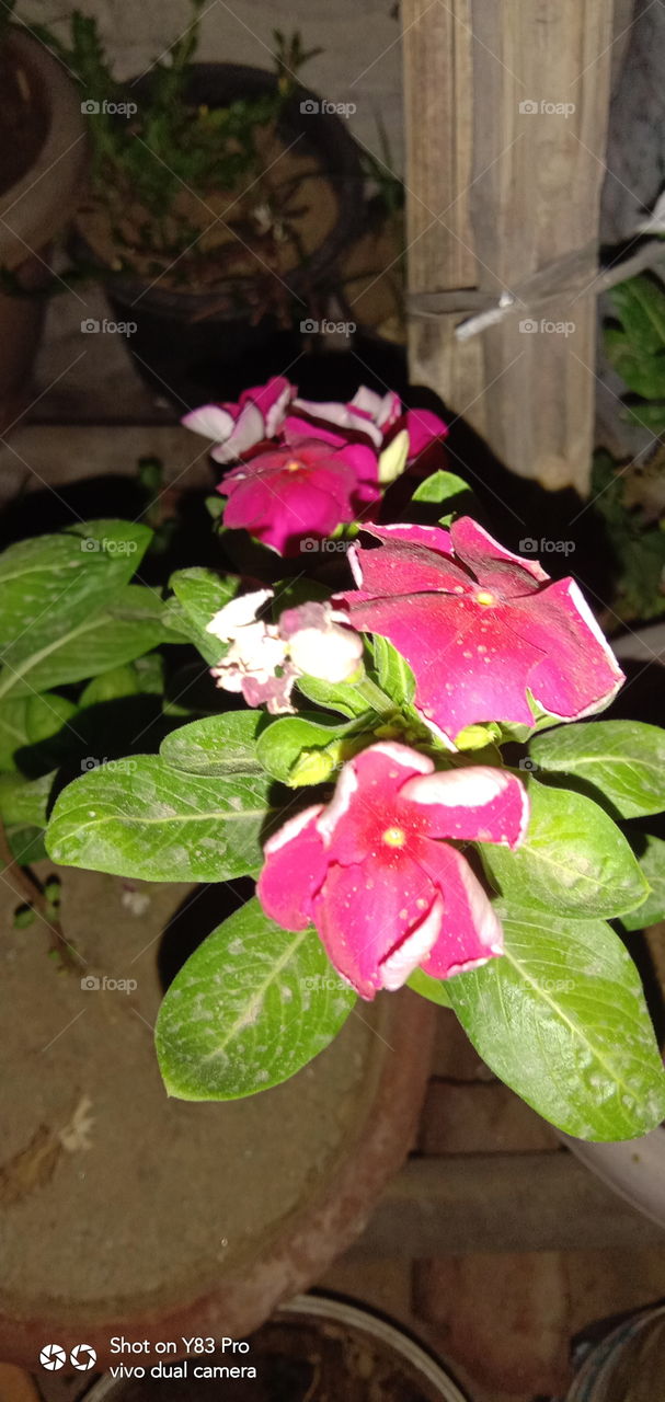 #foap #infoapartemen #foapjuly18 #foapaug18 #foapfeb18 #foapapril17 #foapers #foapjune18 #fotografoaprendiz #sfoapprentices #foaper #infoapartment #foapmission #foapmay18 #foapapr18 #foapit #infoaplikasipaytren #infoapple #foapom #foapjan19 #infoapp