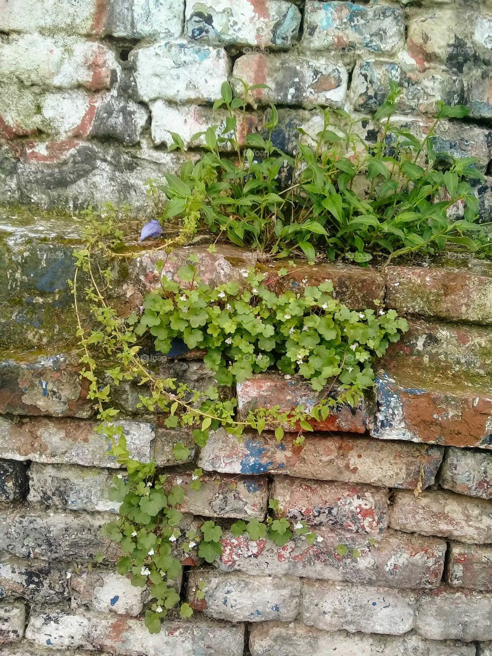 hierba crecida en la pared de una casa en ruinas