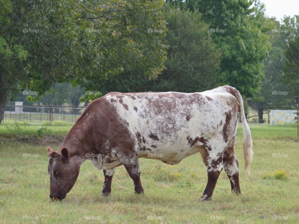 Shorthorn cow. 