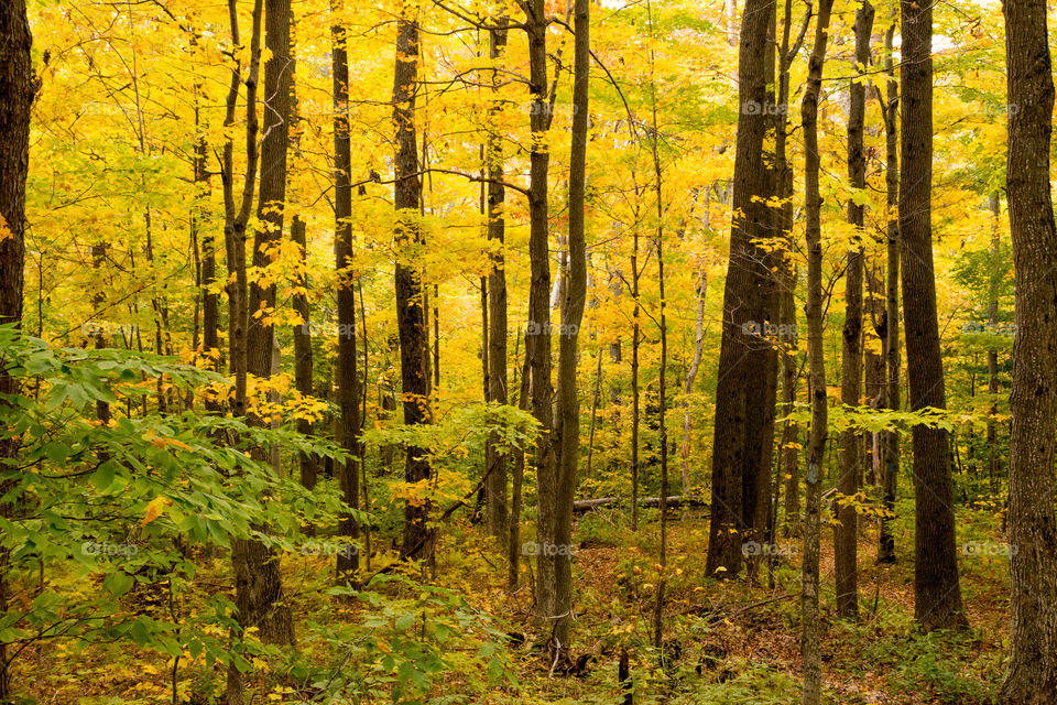 autumn colors