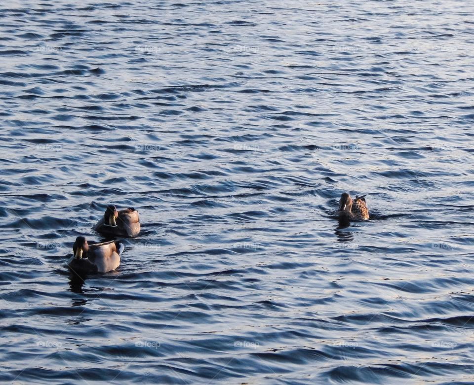 Three ducks swimming in Michigan river on a warm sunny evening