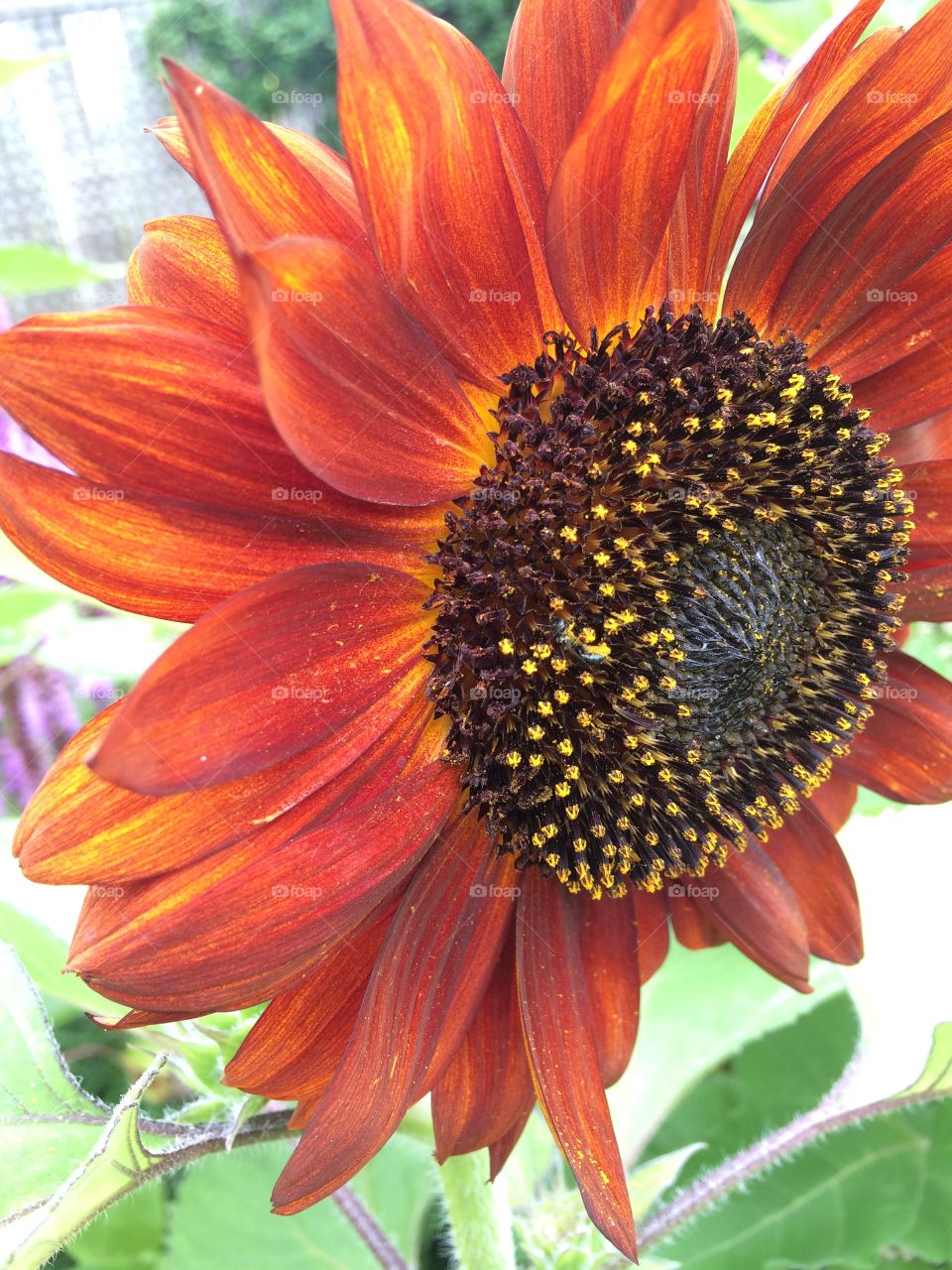 Sunflower . Garden 