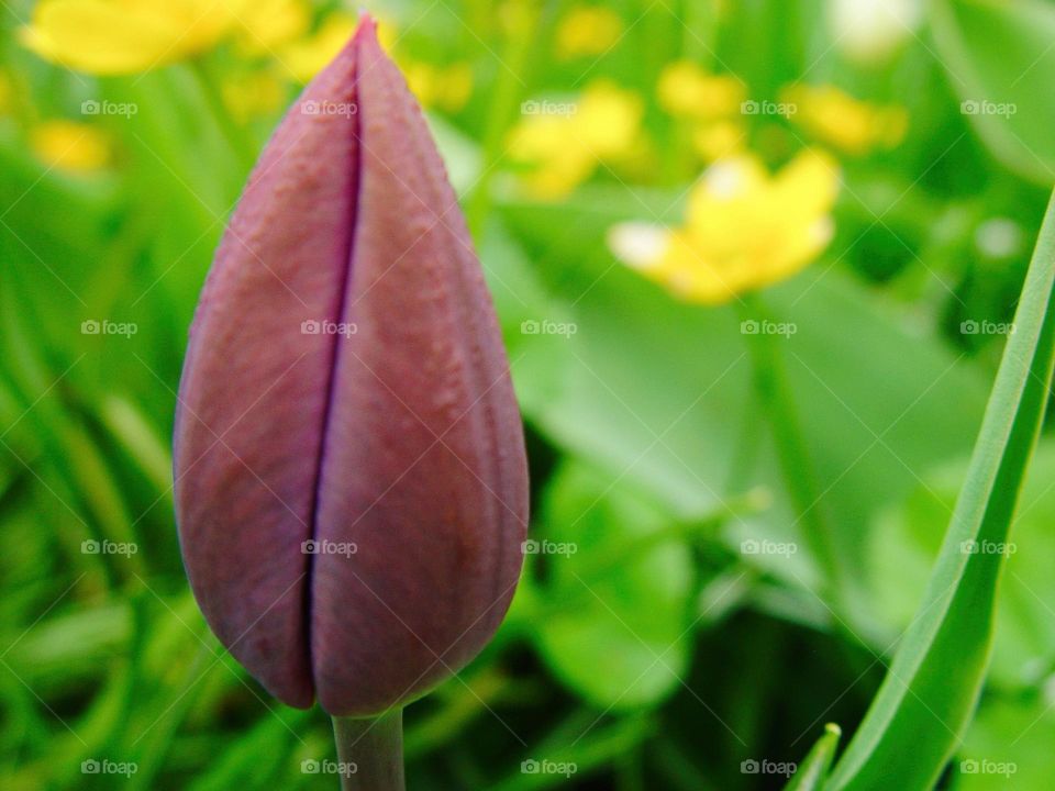 tulip