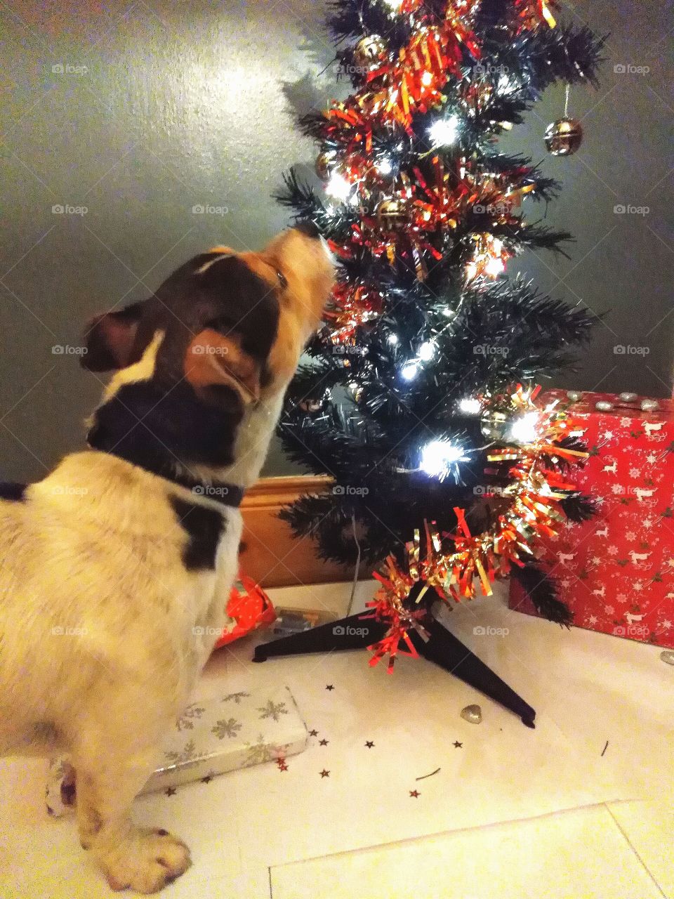 Puppy's First Christmas