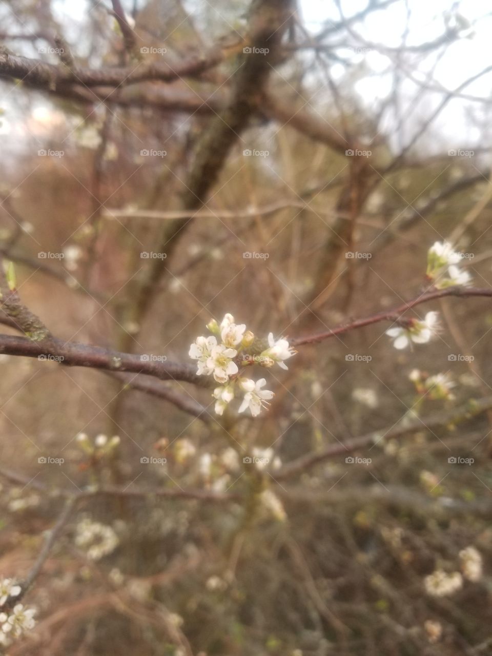 I always get so excited when I see my Chickasaw plum trees (Prunus angustifolia) begin to blossom, because they are the very first trees to bloom in spring.