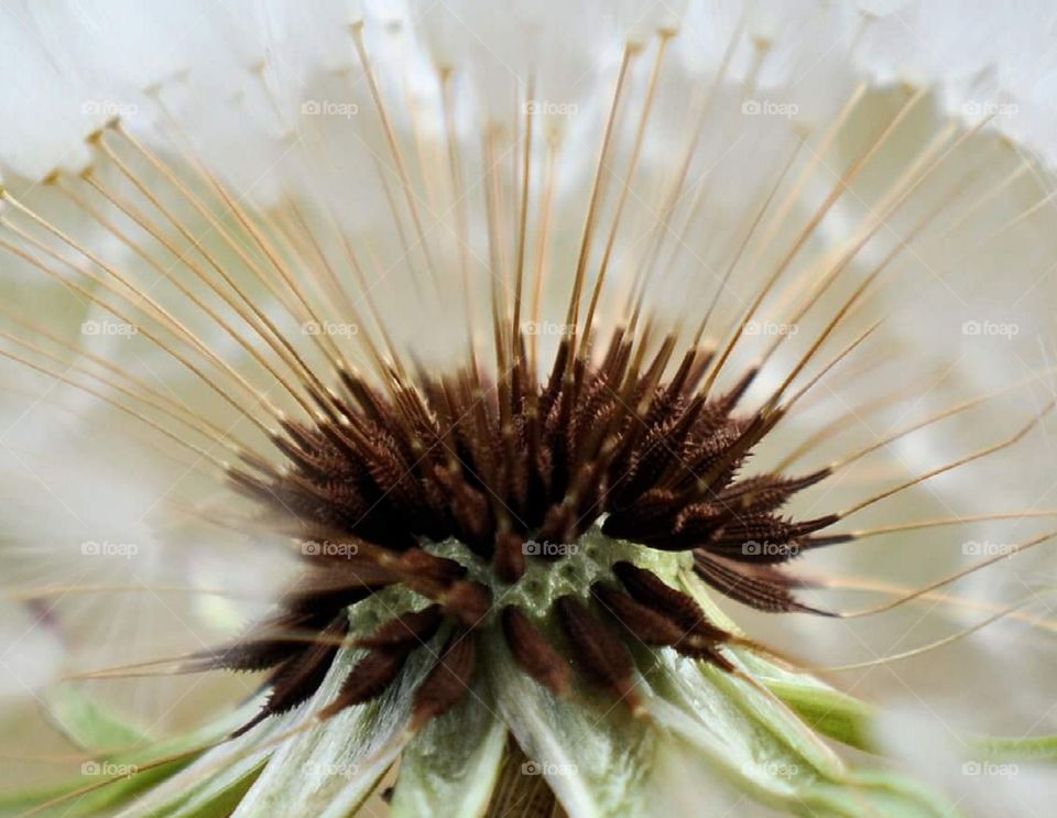 up close dandelion