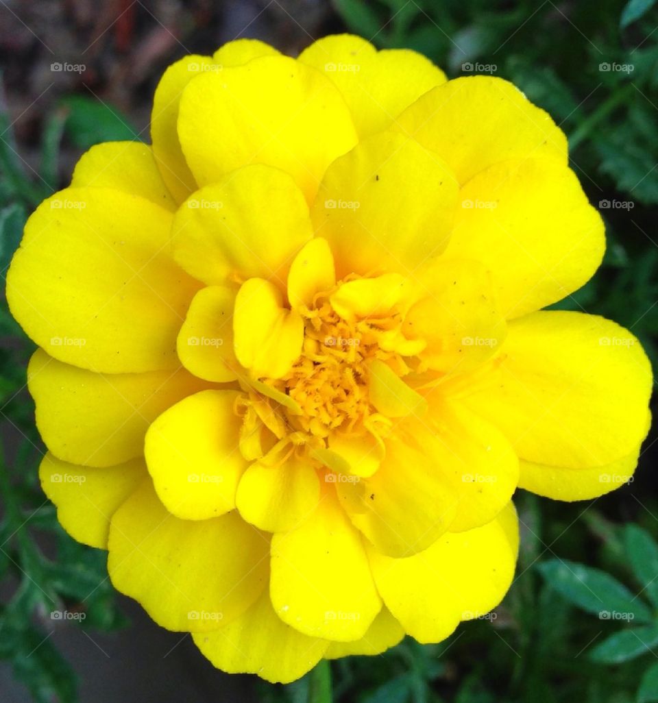 yellow flower by alexsd5