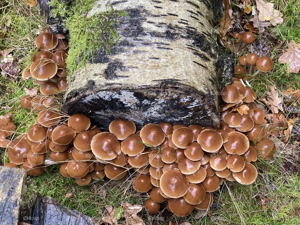 A group of toadstools in the woods 