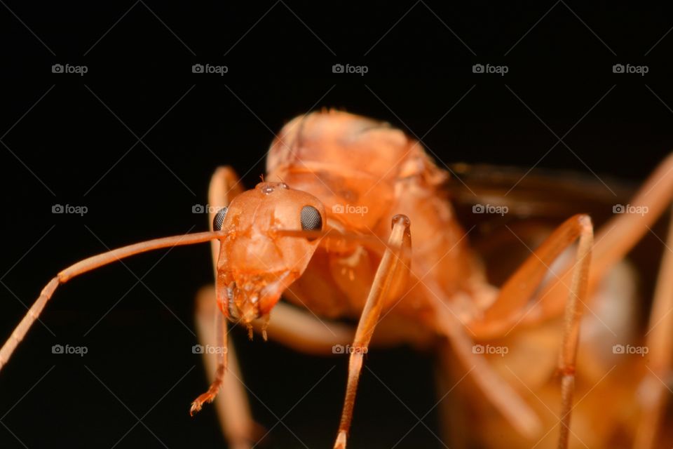 Insects. Super ant, Big eye