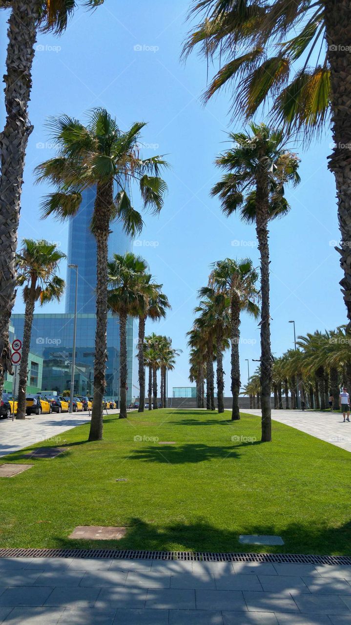 Walk with palm trees