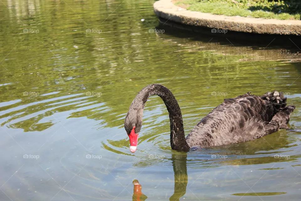 Swan