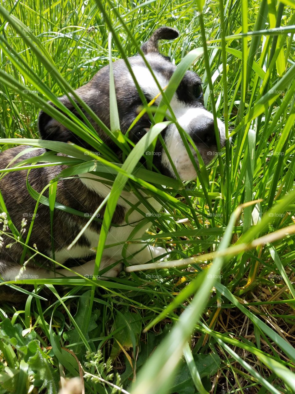 Mr Pepe playing in the grass