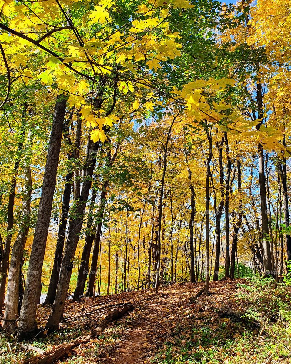 Autumn park