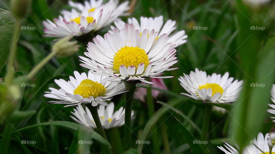 Flowers