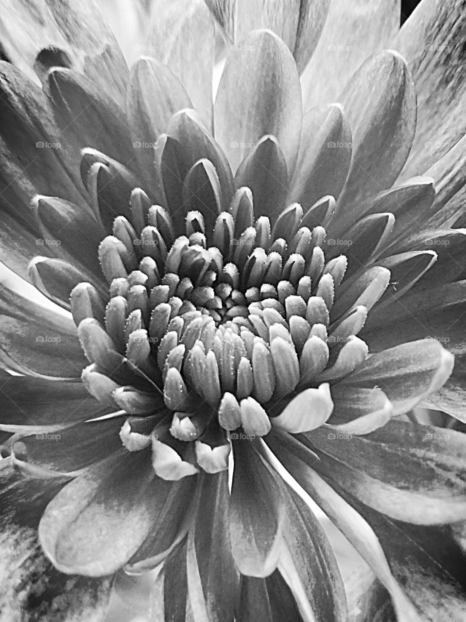 Flower bw