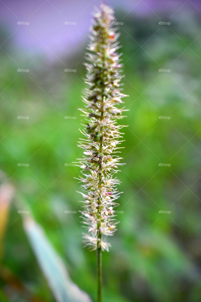 Grass seeds