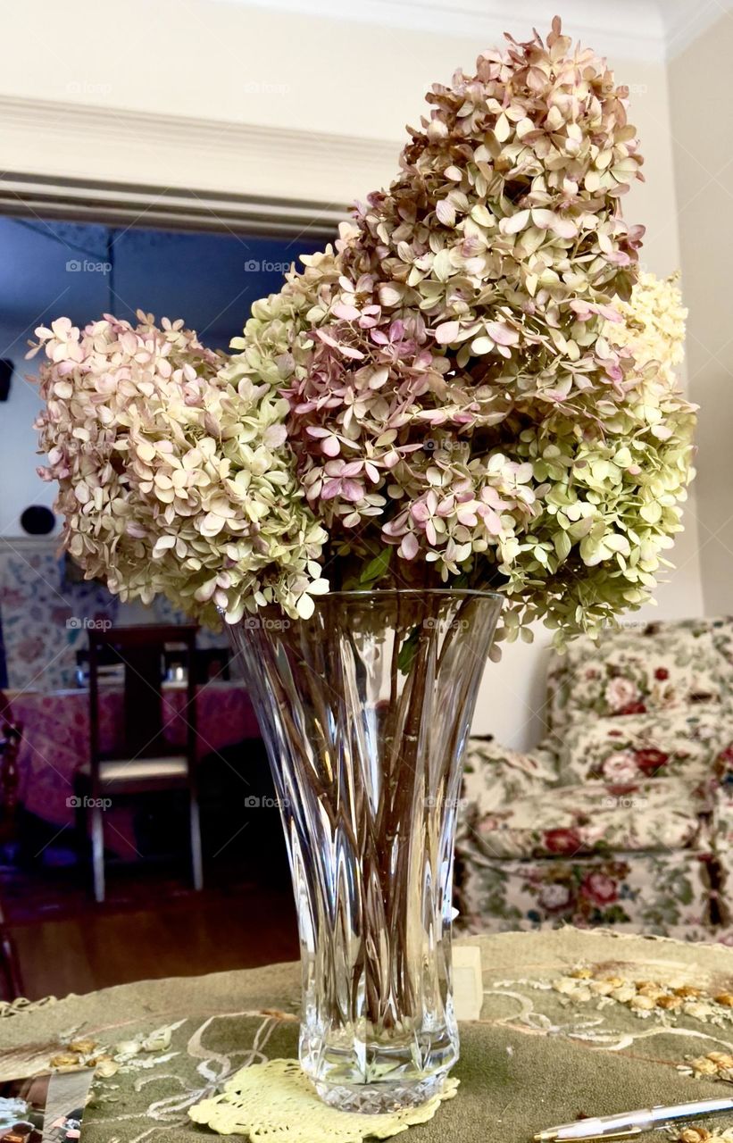 Cut hydrangeas blossoms in tall clear vase in Victorian style living room salon foreground complementing the decor of floral Victorian wing back chair slightly blurred in background