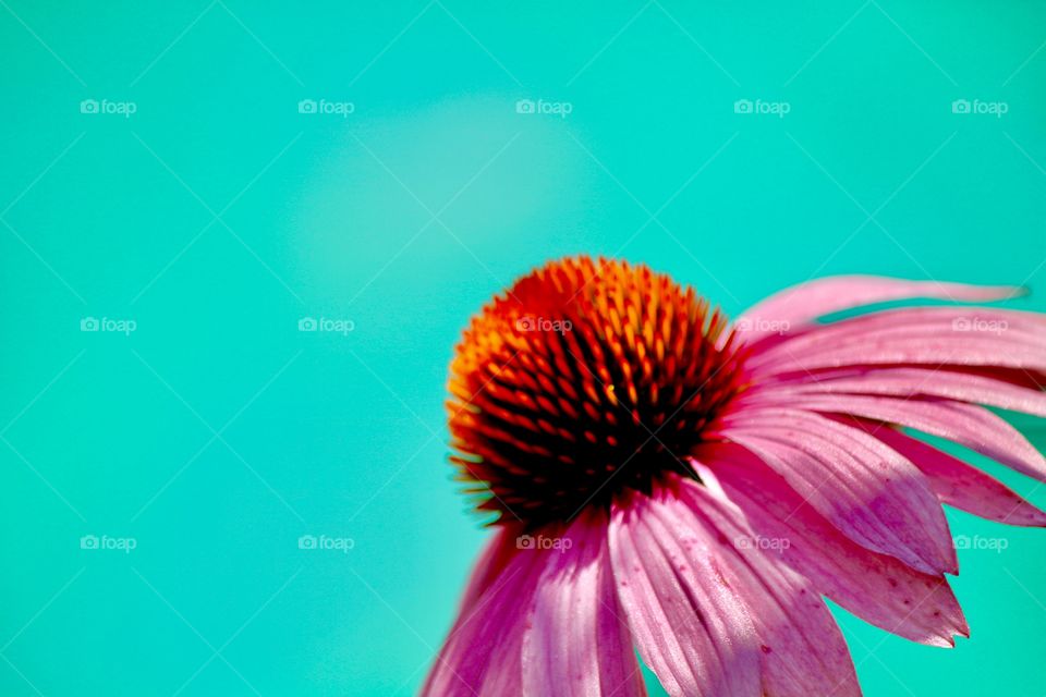 Cone flower by the pool soaking up the sun 