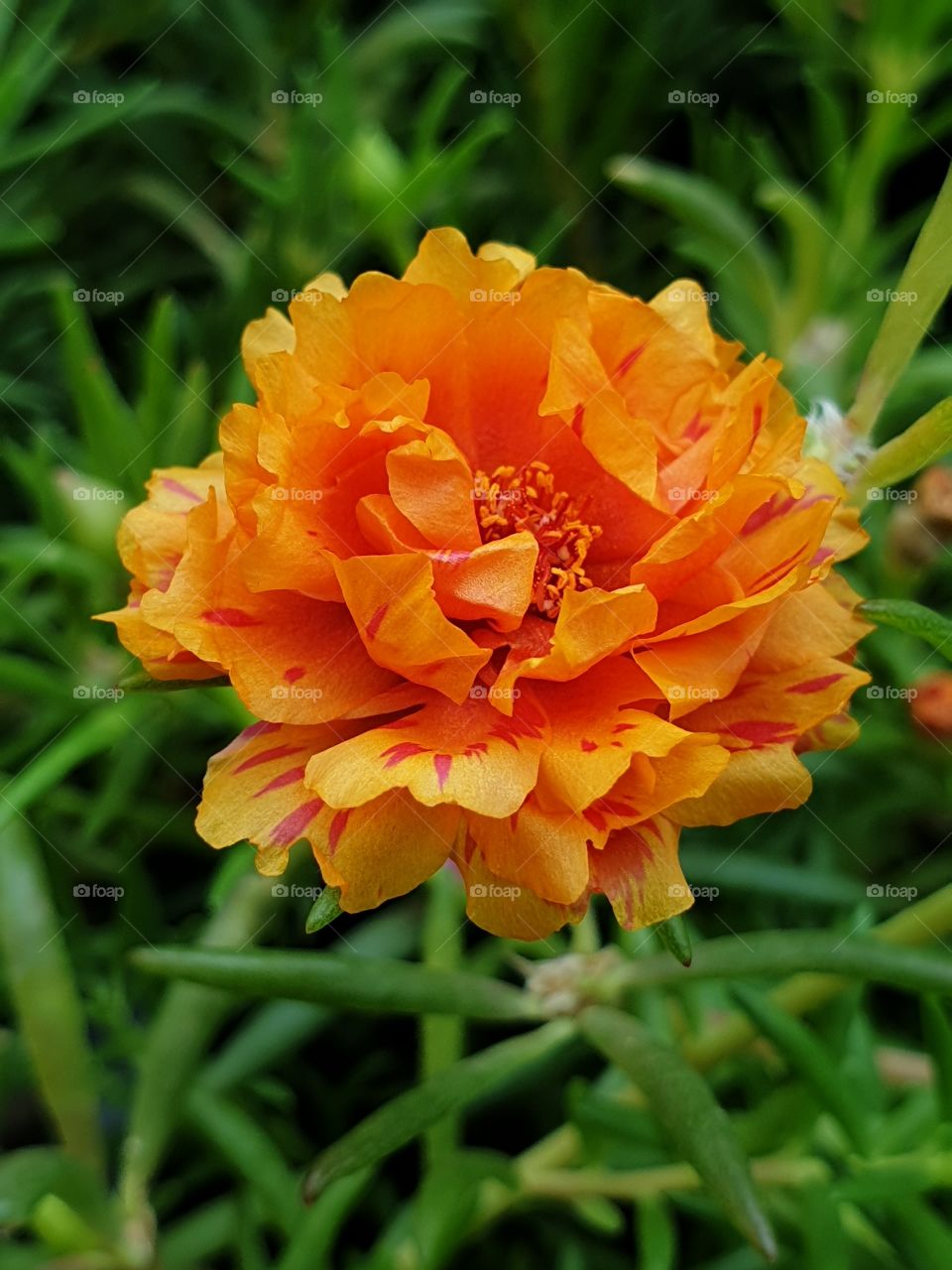 the Portulaca Grandiflora