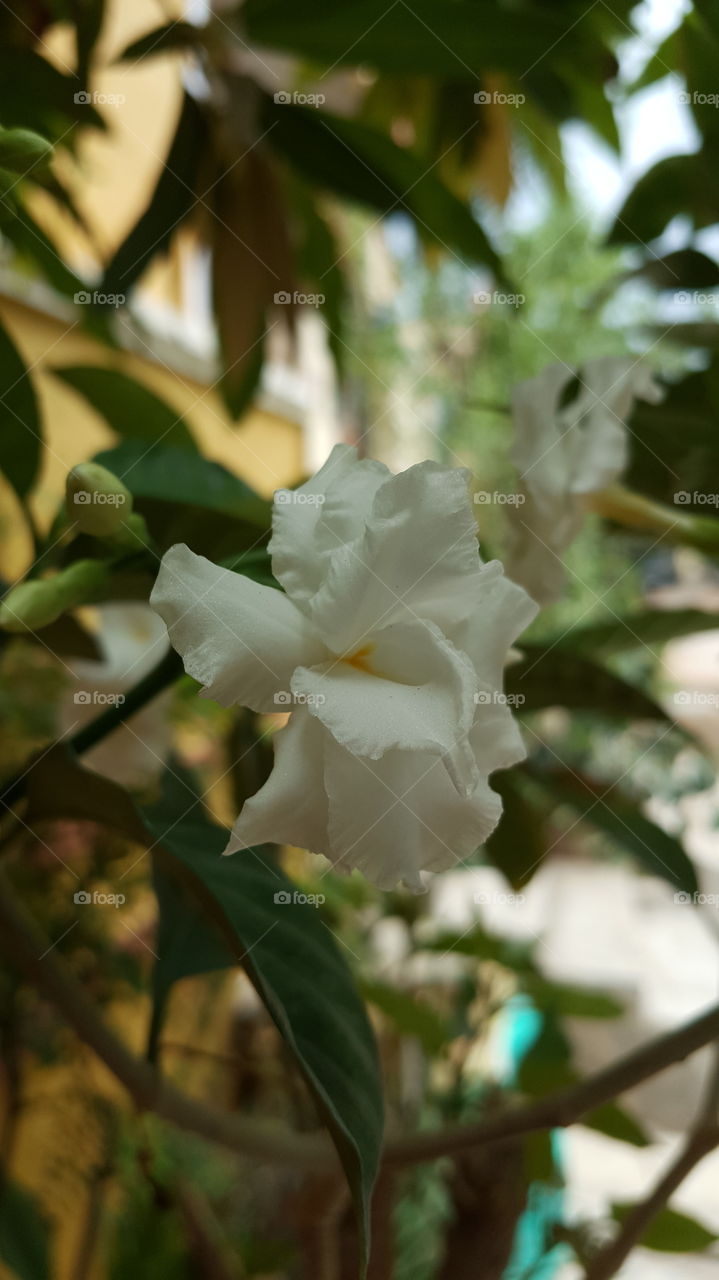#rk #floral #flower #whiteflower #plants #mobileclick