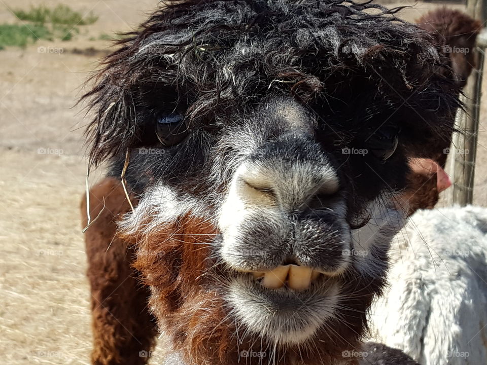 Portrait of alpaca