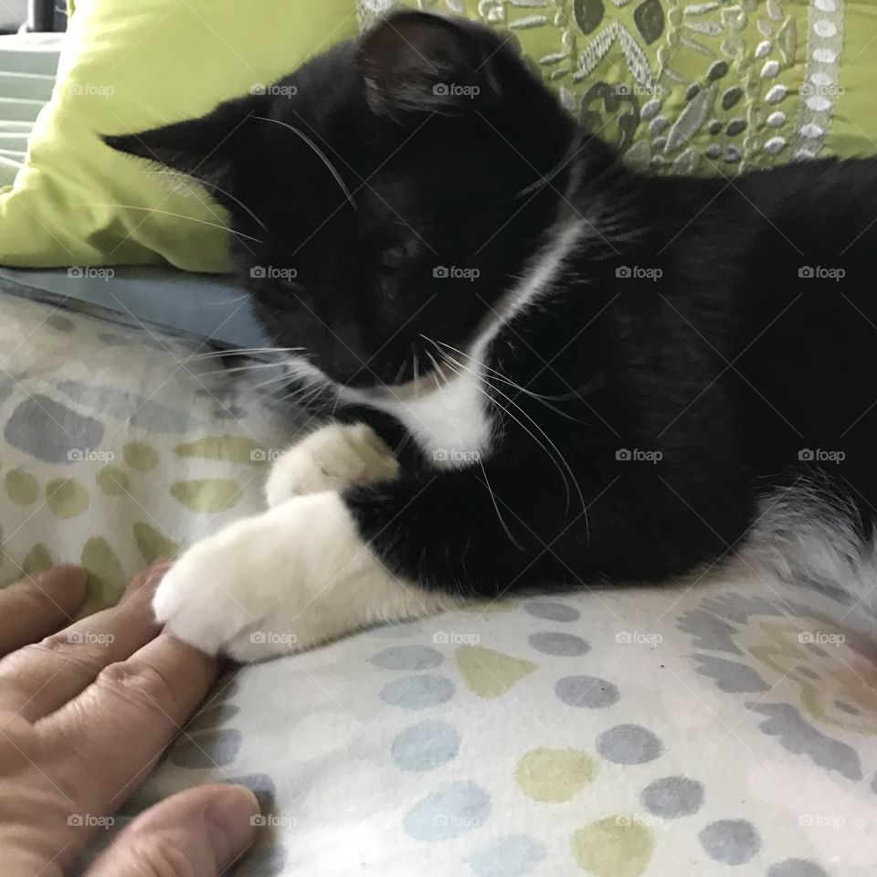 Kitty touching a hand with her paw 