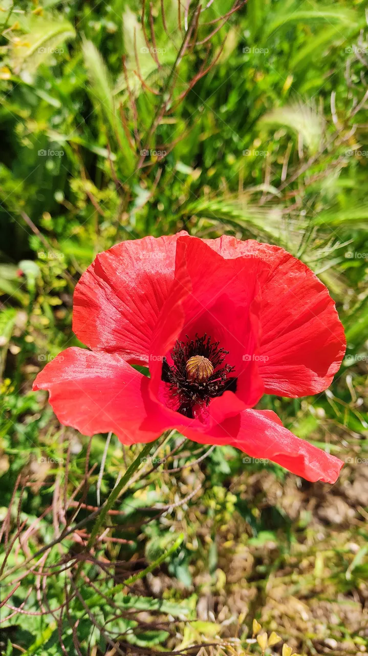 fire flower