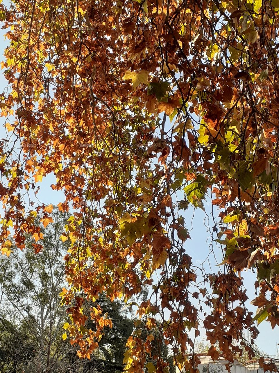 ramas de árbol en otoño