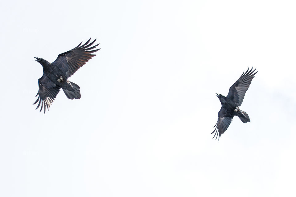 Pair of ravens flying in sky