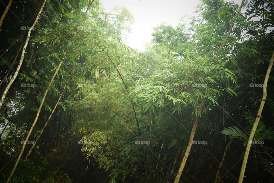 Bamboo