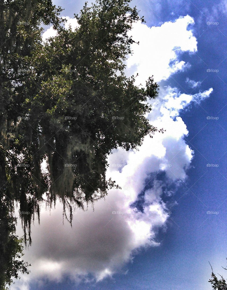 Spanish moss oak with cloud. Cloud same shape as tree