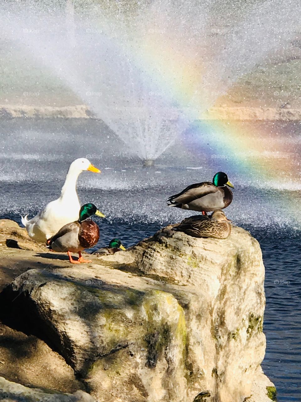 Water fowl sunbathing in TeWinkle Park in Costa Mesa California. Manmade lake with fountains.