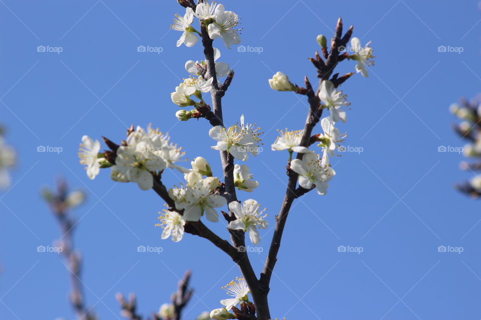 Apple Blossoms 