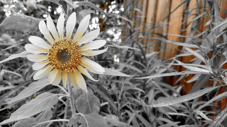 Background de cores suaveszinhas.