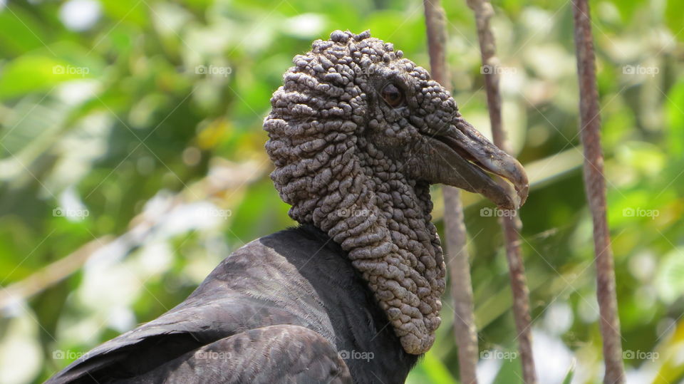 Close up of vulture