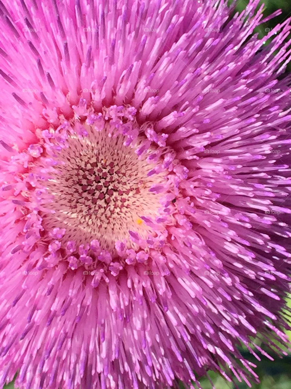 Pink Thistle 