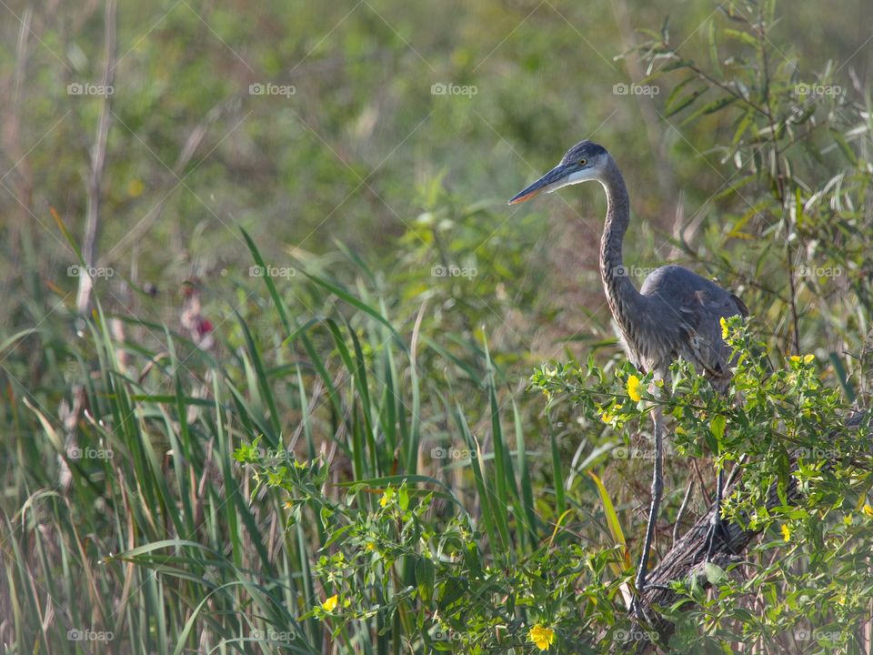 Heron in the marsh grass