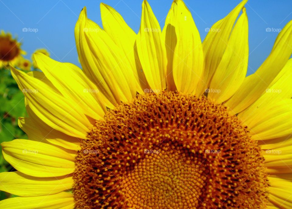 Close up of sunflower